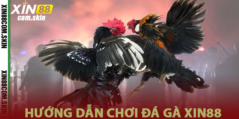 Hướng dẫn chơi đá gà Xin88